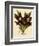 Batemannia Wallisii-John Nugent Fitch-Framed Giclee Print