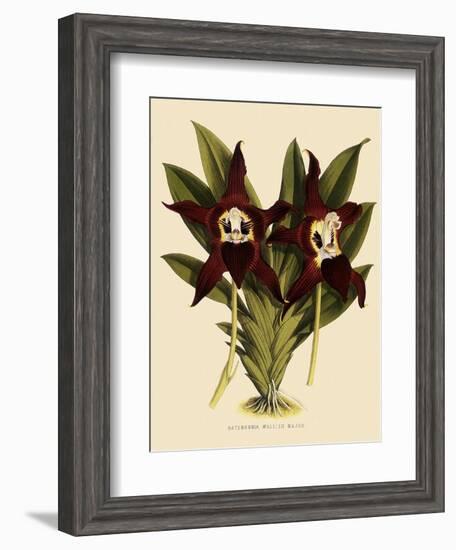 Batemannia Wallisii-John Nugent Fitch-Framed Giclee Print