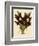 Batemannia Wallisii-John Nugent Fitch-Framed Giclee Print