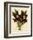 Batemannia Wallisii-John Nugent Fitch-Framed Giclee Print