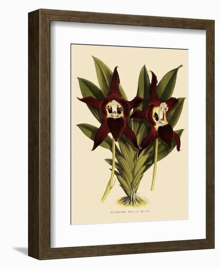 Batemannia Wallisii-John Nugent Fitch-Framed Giclee Print