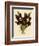 Batemannia Wallisii-John Nugent Fitch-Framed Giclee Print