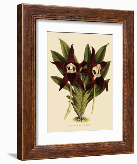 Batemannia Wallisii-John Nugent Fitch-Framed Giclee Print