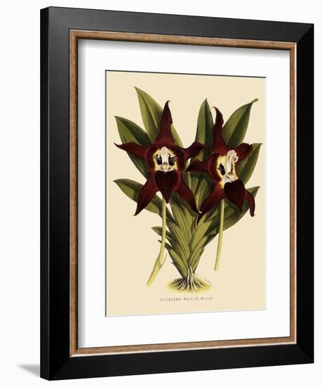 Batemannia Wallisii-John Nugent Fitch-Framed Giclee Print