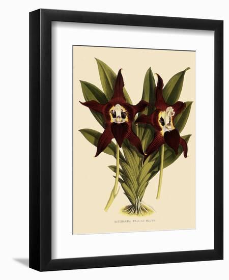 Batemannia Wallisii-John Nugent Fitch-Framed Giclee Print