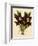 Batemannia Wallisii-John Nugent Fitch-Framed Giclee Print