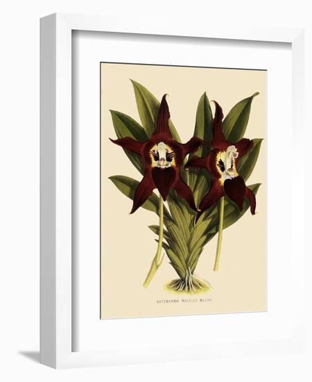 Batemannia Wallisii-John Nugent Fitch-Framed Giclee Print