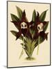 Batemannia Wallisii-John Nugent Fitch-Mounted Giclee Print