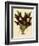 Batemannia Wallisii-John Nugent Fitch-Framed Giclee Print