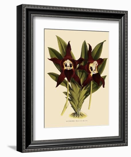 Batemannia Wallisii-John Nugent Fitch-Framed Giclee Print