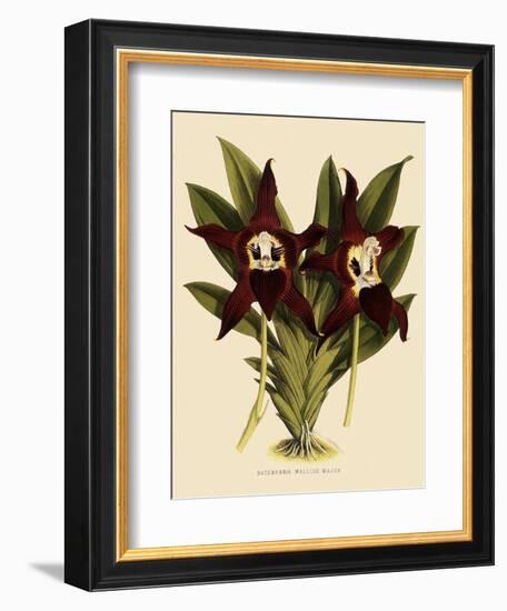 Batemannia Wallisii-John Nugent Fitch-Framed Giclee Print