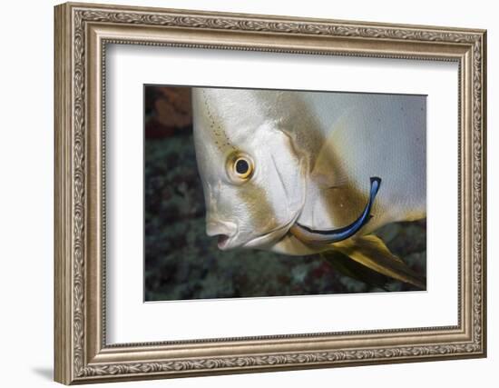 Batfish Cleaned by Cleaner Wrasse, Maldives-Reinhard Dirscherl-Framed Photographic Print