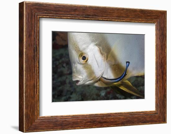 Batfish Cleaned by Cleaner Wrasse, Maldives-Reinhard Dirscherl-Framed Photographic Print