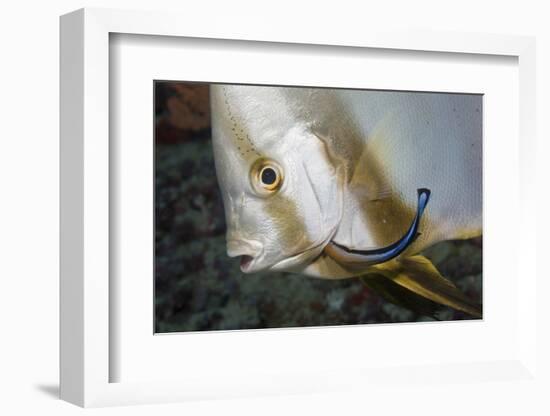 Batfish Cleaned by Cleaner Wrasse, Maldives-Reinhard Dirscherl-Framed Photographic Print