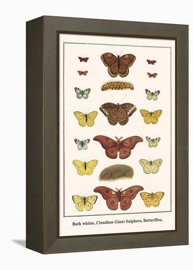 Bath Whites, Cloudless Giant Sulphers, Butterflies,-Albertus Seba-Framed Stretched Canvas