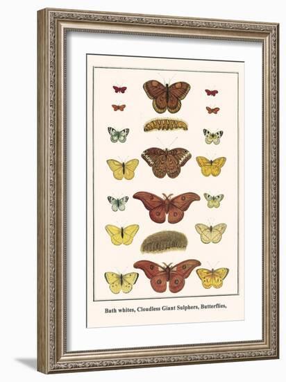 Bath Whites, Cloudless Giant Sulphers, Butterflies,-Albertus Seba-Framed Art Print