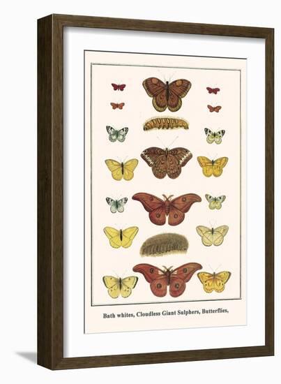 Bath Whites, Cloudless Giant Sulphers, Butterflies,-Albertus Seba-Framed Art Print