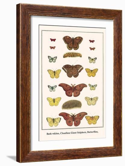 Bath Whites, Cloudless Giant Sulphers, Butterflies,-Albertus Seba-Framed Art Print