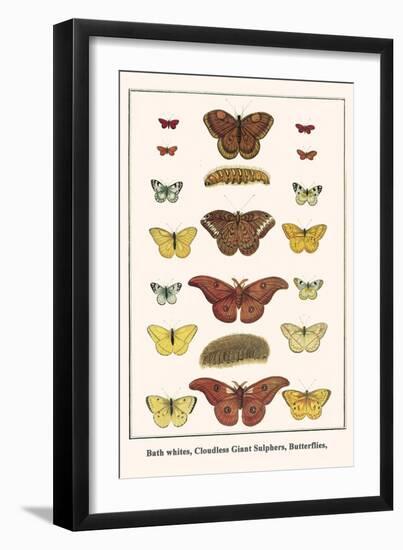 Bath Whites, Cloudless Giant Sulphers, Butterflies,-Albertus Seba-Framed Art Print