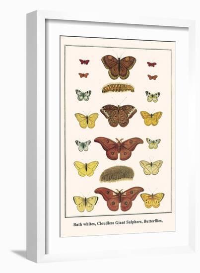 Bath Whites, Cloudless Giant Sulphers, Butterflies,-Albertus Seba-Framed Art Print