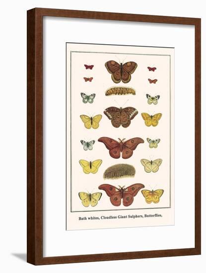 Bath Whites, Cloudless Giant Sulphers, Butterflies,-Albertus Seba-Framed Art Print