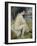 Bather Drying Herself, 1883-Pierre-Auguste Renoir-Framed Giclee Print