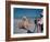 Bathing Beauty Sitting on Back of Large Tiger on Beach as Photographer Sets Up Camera-Eliot Elisofon-Framed Photographic Print