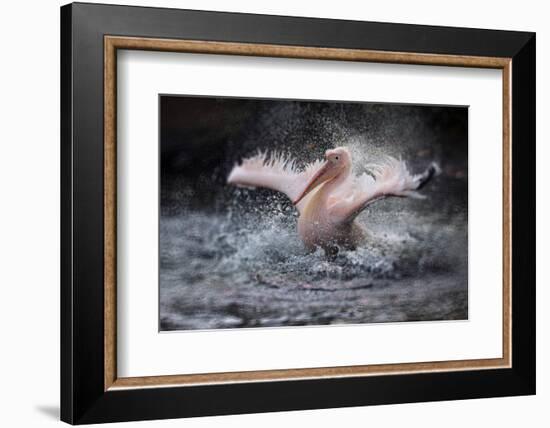 Bathing Fun-Antje Wenner-Braun-Framed Photographic Print