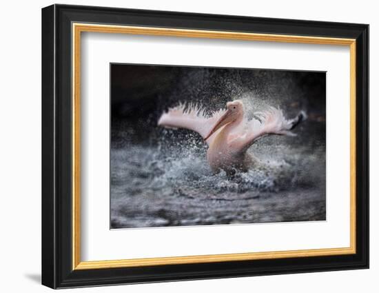 Bathing Fun-Antje Wenner-Braun-Framed Photographic Print