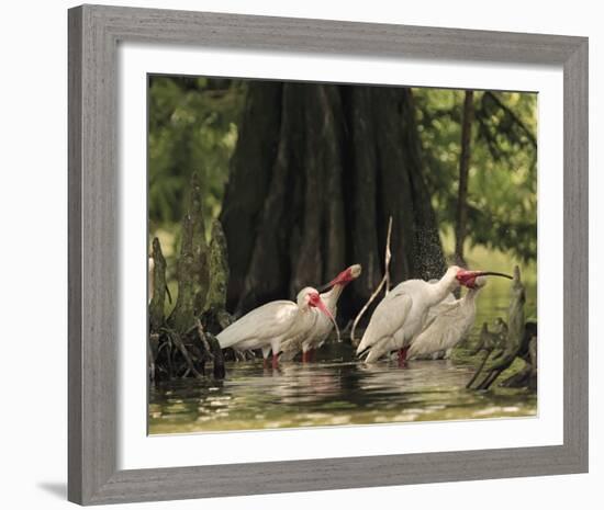 Bathing Ibis-Wink Gaines-Framed Giclee Print