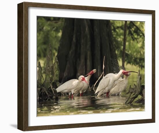 Bathing Ibis-Wink Gaines-Framed Giclee Print