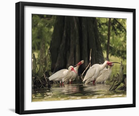 Bathing Ibis-Wink Gaines-Framed Giclee Print