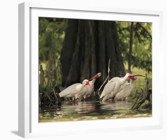 Bathing Ibis-Wink Gaines-Framed Giclee Print