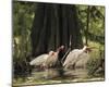 Bathing Ibis-Wink Gaines-Mounted Giclee Print