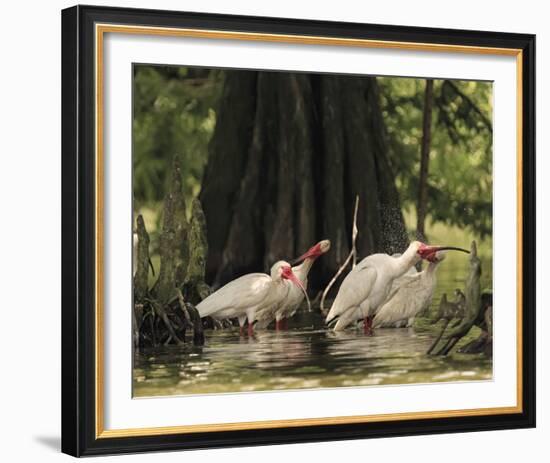 Bathing Ibis-Wink Gaines-Framed Giclee Print