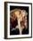 Batman Forever  De Joelschumacher Avec Nicole Kidman 1995-null-Framed Photo