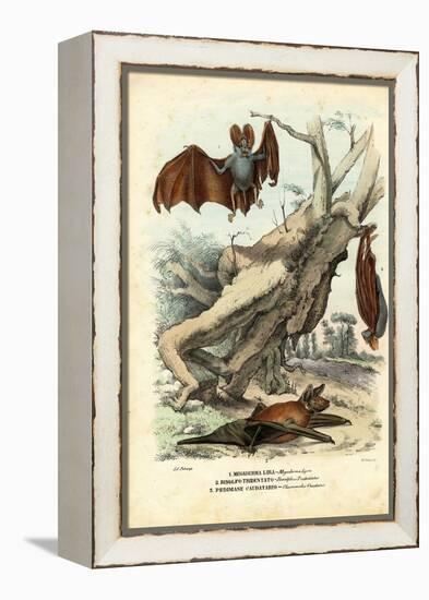 Bats, 1863-79-Raimundo Petraroja-Framed Premier Image Canvas
