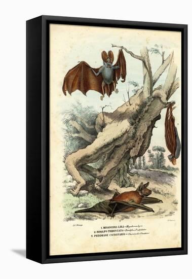 Bats, 1863-79-Raimundo Petraroja-Framed Premier Image Canvas