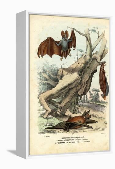 Bats, 1863-79-Raimundo Petraroja-Framed Premier Image Canvas