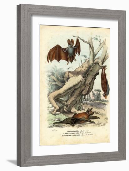 Bats, 1863-79-Raimundo Petraroja-Framed Giclee Print