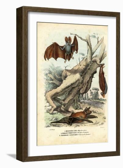 Bats, 1863-79-Raimundo Petraroja-Framed Giclee Print