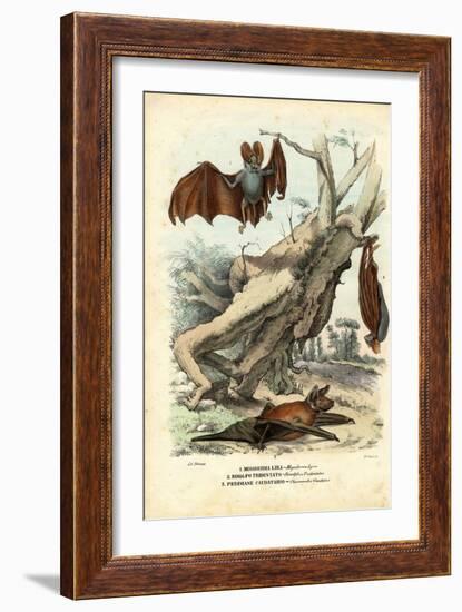 Bats, 1863-79-Raimundo Petraroja-Framed Giclee Print