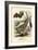 Bats, 1863-79-Raimundo Petraroja-Framed Giclee Print