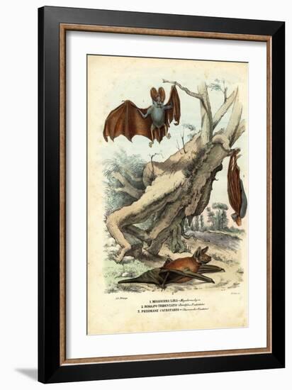 Bats, 1863-79-Raimundo Petraroja-Framed Giclee Print