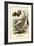 Bats, 1863-79-Raimundo Petraroja-Framed Giclee Print