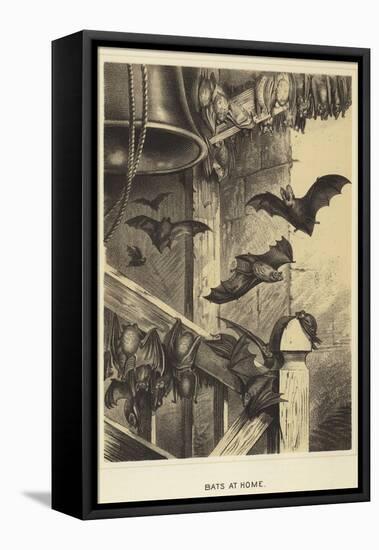 Bats at Home-null-Framed Premier Image Canvas
