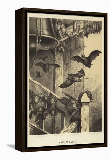 Bats at Home-null-Framed Premier Image Canvas