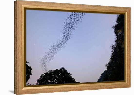 Bats Cave, Battambang, Battambang Province, Cambodia, Indochina, Southeast Asia, Asia-Nathalie Cuvelier-Framed Premier Image Canvas