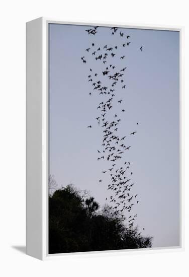 Bats Cave, Battambang, Battambang Province, Cambodia, Indochina, Southeast Asia, Asia-Nathalie Cuvelier-Framed Premier Image Canvas