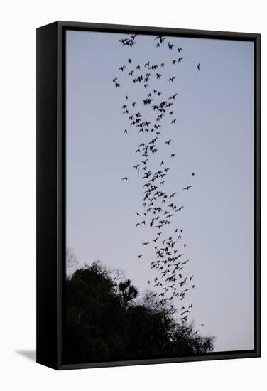 Bats Cave, Battambang, Battambang Province, Cambodia, Indochina, Southeast Asia, Asia-Nathalie Cuvelier-Framed Premier Image Canvas